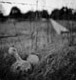 Gourds